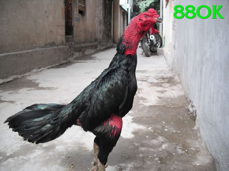 Đá Gà Trực Tiếp - 88ok - Game sinh tồn